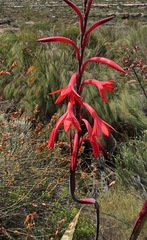 Watsonia vanderspuyae