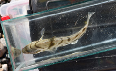 Menticirrhus saxatilis