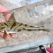 岩無鰾石首魚 - Photo 由 Koaw Nature 所上傳的 (c) Koaw Nature，保留部份權利CC BY-NC