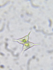 Staurodesmus dejectus