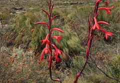Watsonia vanderspuyae