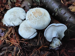 Leucopaxillus cutefractus