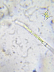 Staurodesmus dejectus