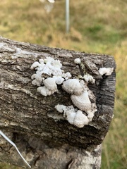 Schizophyllum