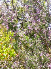 Prostanthera rotundifolia