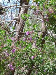 Prostanthera rotundifolia
