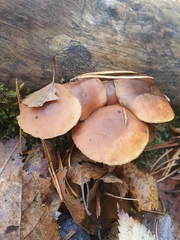 Galerina