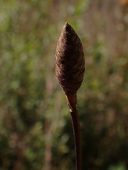 Xyris platylepis
