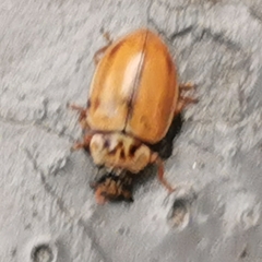 Aphidecta obliterata