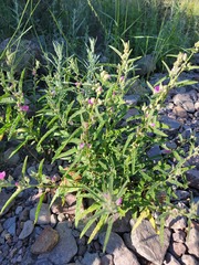 Sphaeralcea angustifolia