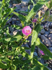 Sphaeralcea angustifolia