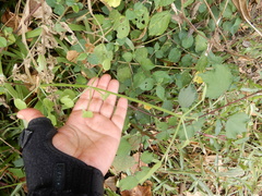 Rubia cordifolia