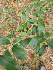 Ilex glabra