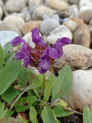 Prunella grandiflora