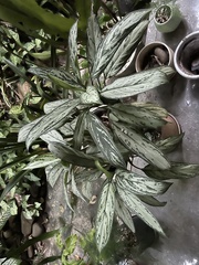 Aglaonema commutatum