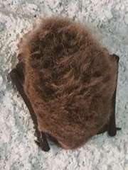 Pipistrellus kuhlii