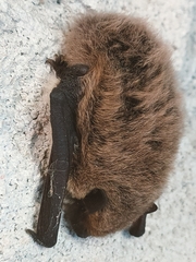 Pipistrellus kuhlii