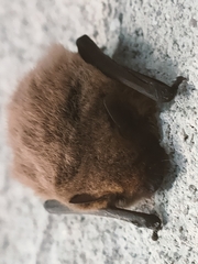 Pipistrellus kuhlii