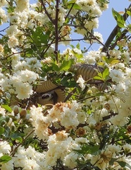 Dispholidus typus typus