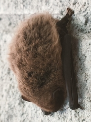 Pipistrellus kuhlii