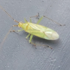 Blepharidopterus angulatus