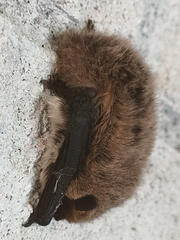 Pipistrellus kuhlii