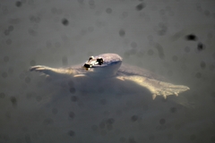 Apalone spinifera emoryi