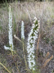 Liatris bridgesii