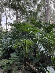 Thaumatophyllum bipinnatifidum