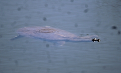 Apalone spinifera emoryi