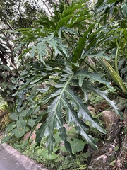 Thaumatophyllum bipinnatifidum