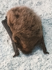 Pipistrellus kuhlii