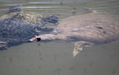 Apalone spinifera emoryi