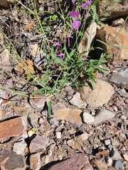 Cyphomeris gypsophiloides