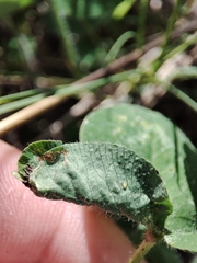Dasineura trifolii