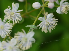 Thalictrum dalzellii