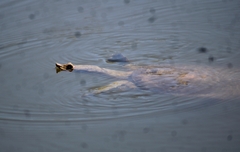 Apalone spinifera emoryi