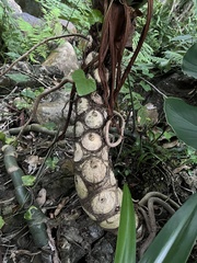 Thaumatophyllum bipinnatifidum