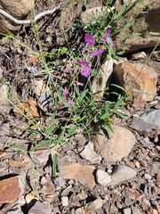 Cyphomeris gypsophiloides