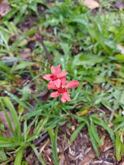 Freesia laxa