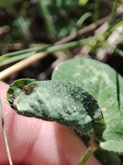 Dasineura trifolii