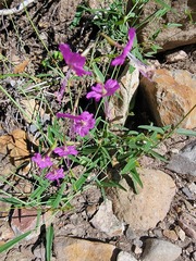 Cyphomeris gypsophiloides