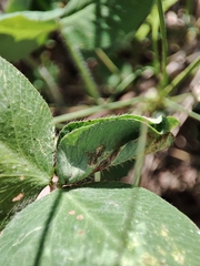 Dasineura trifolii