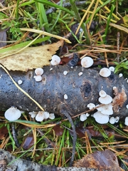 Panellus mitis