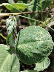Dasineura trifolii