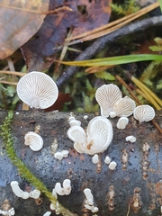Panellus mitis