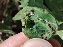 Dasineura trifolii