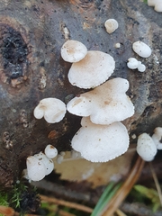 Panellus mitis