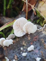 Panellus mitis