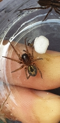 Amaurobius